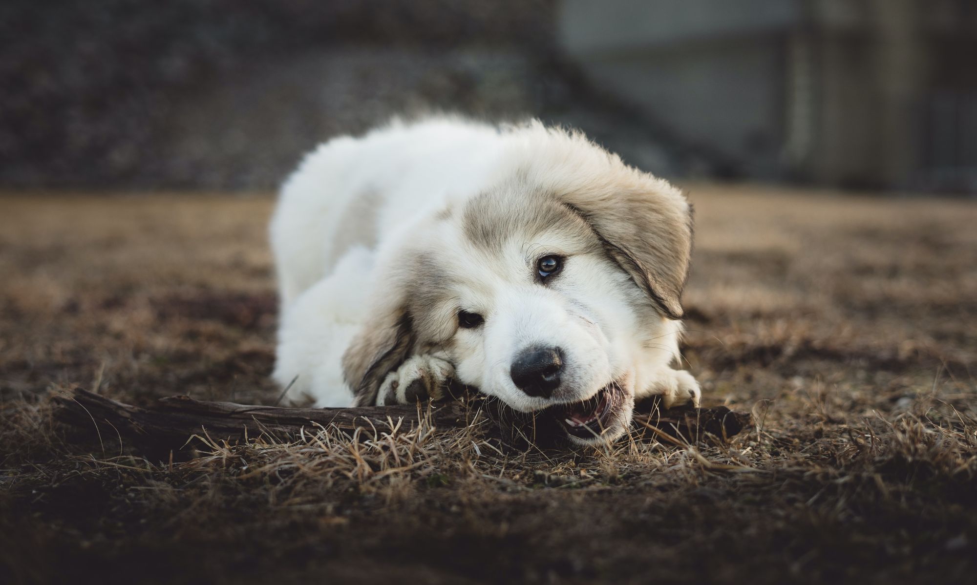 Are Cow Ears Safe for Dogs?