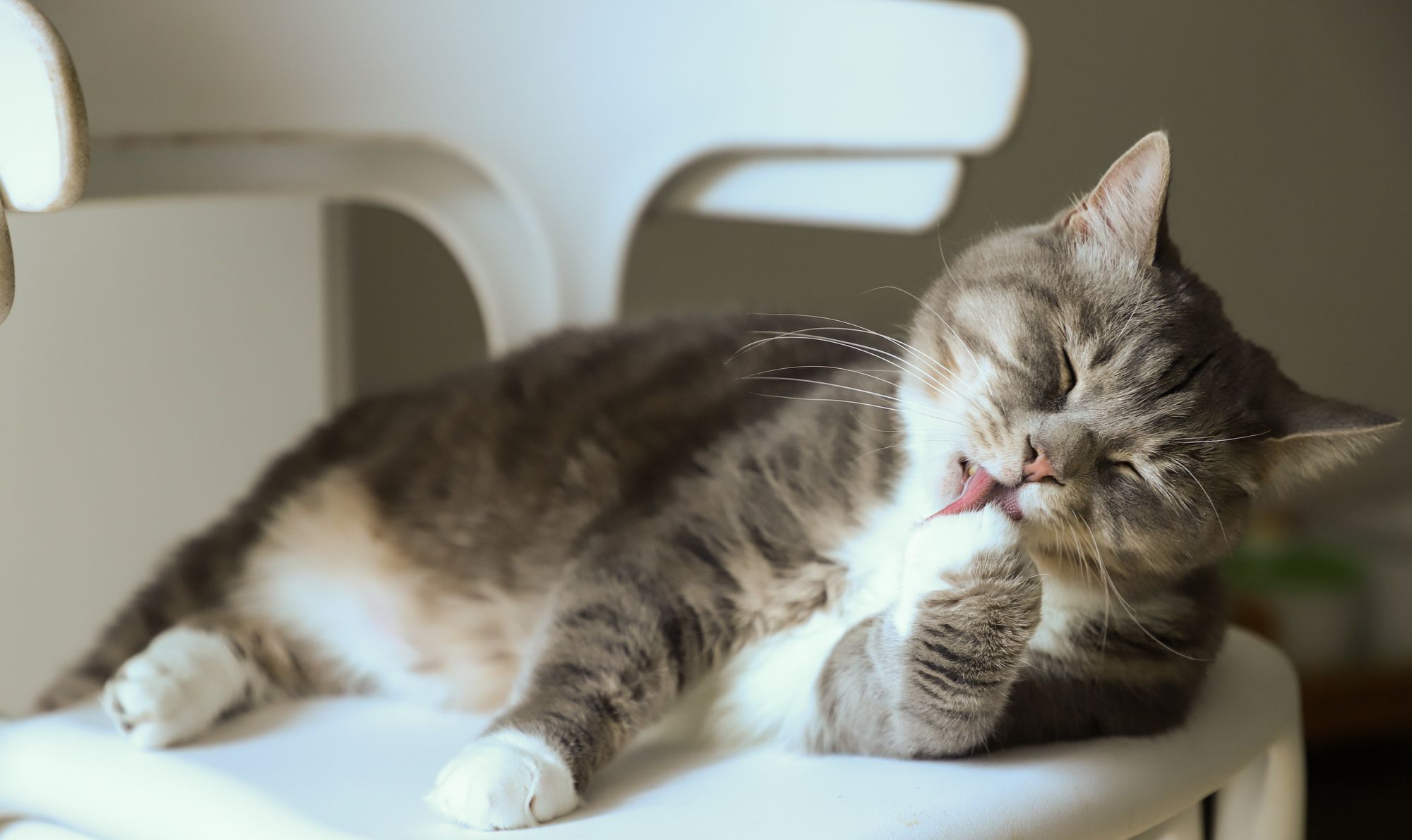 Are Lick Mats Good for Cats? 