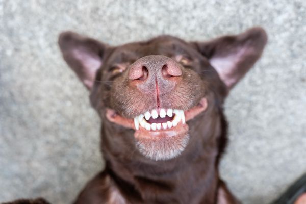 Are Bully Sticks Good for Dogs' Teeth?