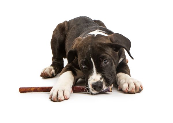 The Best Bully Stick Holder