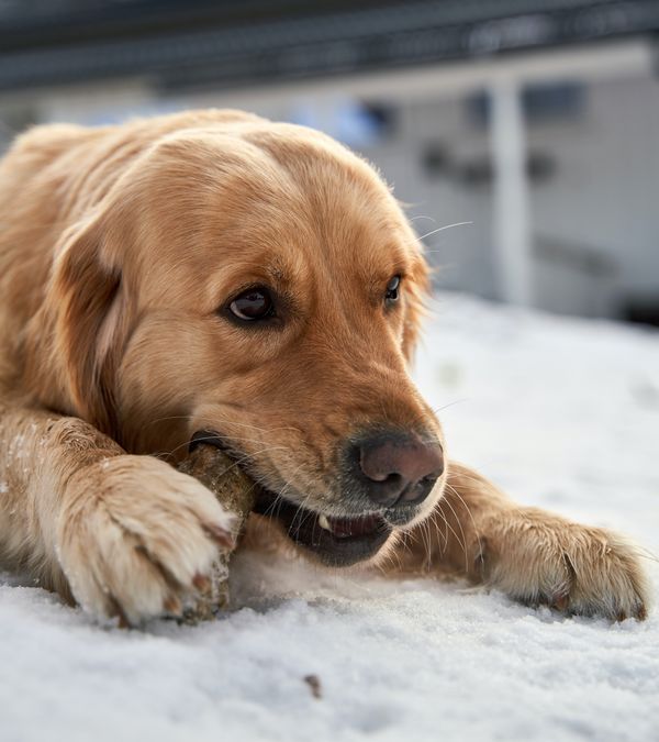 Are Cow Ears Better than Rawhide Chews for Dogs?