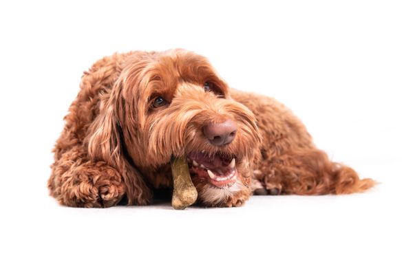 Are Yak Chews Safe for Dogs?