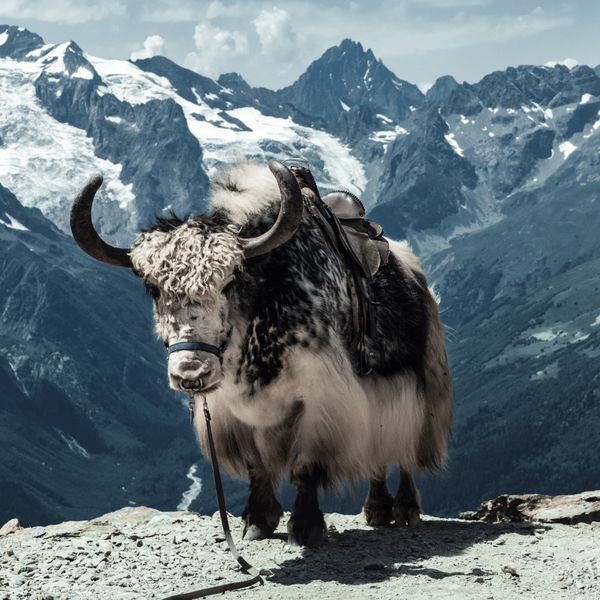 What are Yak Chews Made of?