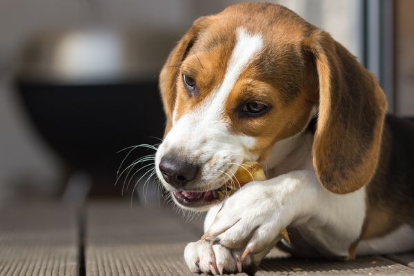 What is a Yak Chew for Dogs?