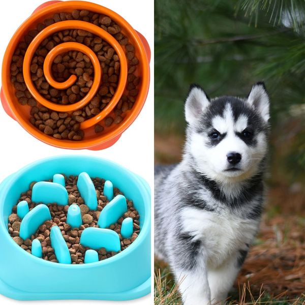 5 Best Slow Feeder Dog Bowls on Amazon