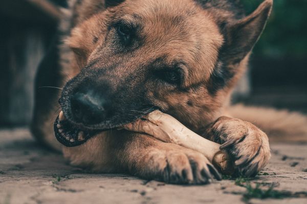 Are Yak Chews Too Hard for Dogs?