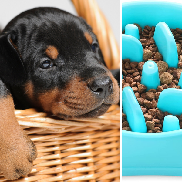 To Use or Not to Use: Slow Feeder Dog Bowls for Puppies?