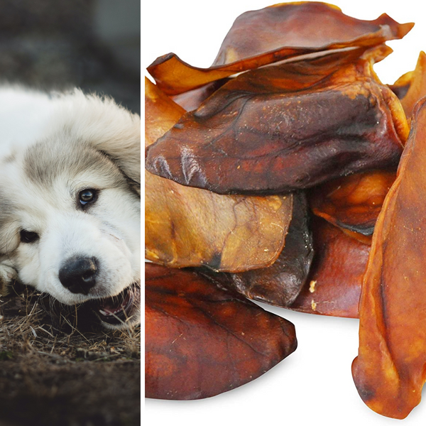 A Snout to Tail Guide to Feeding Your Dog Pig Ears