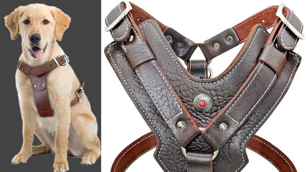 Why a Leather Dog Harness is Perfect for your Pup!