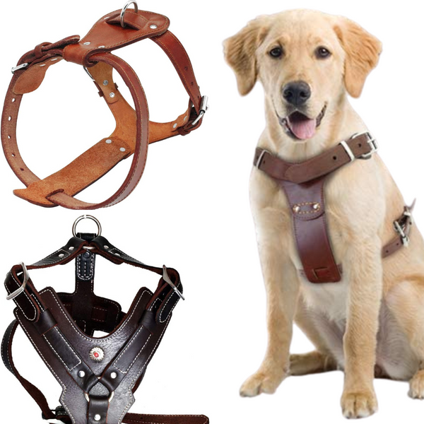 5 Amazing Leather Dog Harnesses That Will Make Walks A Joy