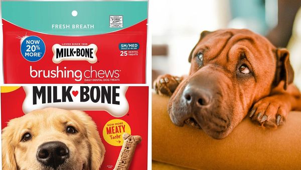 Perfect Dental Treat-Give Them Milk-Bone Brushing Chews